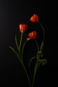 Tulipas vibrantes sobre fundo escuro de Lydia Jacobs