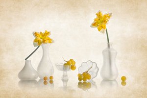 Narcisos amarelos e uvas de Lydia Jacobs