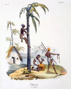 Um homem da casta Nadar escalando uma palmeira, 1827-35