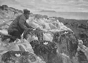 Ninhos de corvos-marinhos, Ilhas Farne, c1896