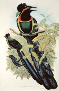 Arfak Astrapia, Astrapia Nigra - Ave do Paraíso
