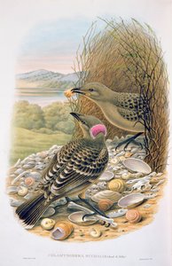 Chlamydera Nuchalis, Grande ou Grande Cinzento Bowerbird