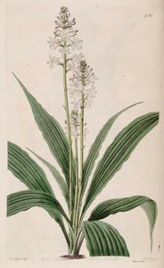 Ilustração de Calanthe triplicata (como sin. Calanthe veratrifolia) (planta)