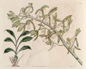 Ilustração de Catasetum cristatum de M. Hart