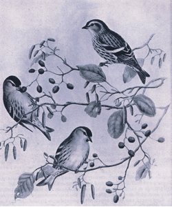 Siskins, Nature in Britain publicado por Collins, 1946