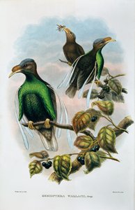Ala padrão de Wallace Semioptera Wallecei