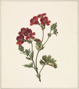 Flor vermelha de M. de Gijselaar