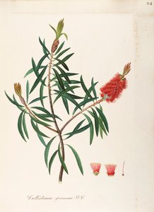 Albany Bottlebrush (Callistemon speciosum DC), Myrtaceae, Shrub com folhas persistentes, nativo da Austrália, aguarela de Maddalena Lisa Mussino