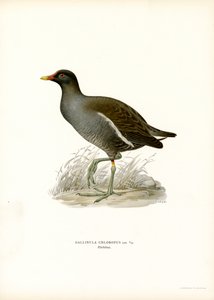 Moorhen comum (cor litho) de Magnus Ferdinand and Wilhelm von Wright