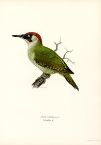 Pica-pau Verde (lito colorido) de Magnus Ferdinand and Wilhelm von Wright