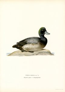 American Scaup Duck (lito colorido) de Magnus Ferdinand and Wilhelm von Wright