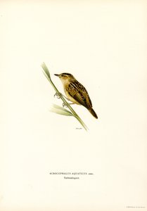 Toutinegra aquática (lito colorido) de Magnus Ferdinand and Wilhelm von Wright
