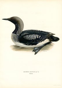 Arctic Loon (cor litho) de Magnus Ferdinand and Wilhelm von Wright
