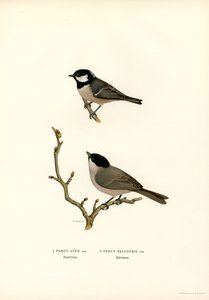 chapim-de-crista-preta (lito colorido) de Magnus Ferdinand and Wilhelm von Wright