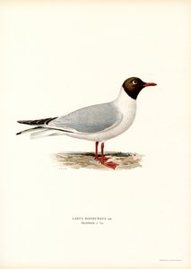 Gaivota-de-cabeça-preta (lito colorido) de Magnus Ferdinand and Wilhelm von Wright