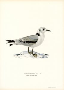 Kittiwake de pernas pretas (cor litho) de Magnus Ferdinand and Wilhelm von Wright