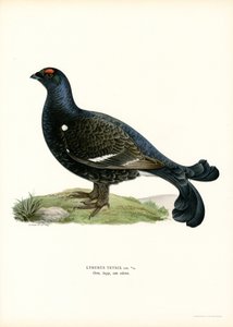 Black Grouse (lito colorido) de Magnus Ferdinand and Wilhelm von Wright