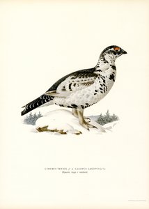 Black Grouse x Willow Ptarmigan (cor litho) de Magnus Ferdinand and Wilhelm von Wright