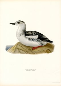 Guillemot preto (lito colorido) de Magnus Ferdinand and Wilhelm von Wright
