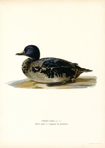 Black Scoter (lito colorido) de Magnus Ferdinand and Wilhelm von Wright
