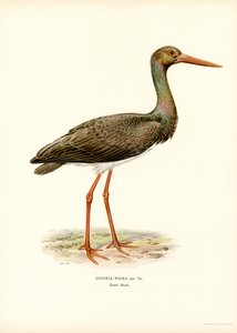 Cegonha preta (cor litho) de Magnus Ferdinand and Wilhelm von Wright