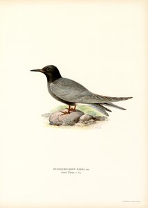 Black Tern (lito colorido) de Magnus Ferdinand and Wilhelm von Wright