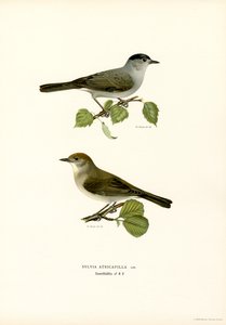 Blackcap (lito colorido) de Magnus Ferdinand and Wilhelm von Wright