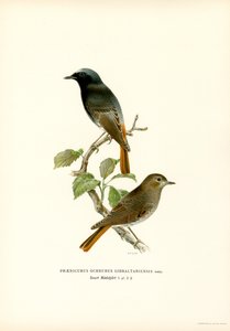 Blackstart (lito colorido) de Magnus Ferdinand and Wilhelm von Wright