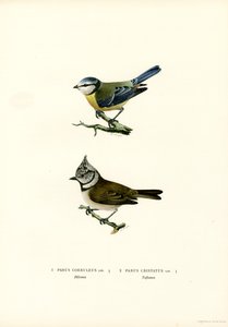 Título azul (cor litho) de Magnus Ferdinand and Wilhelm von Wright