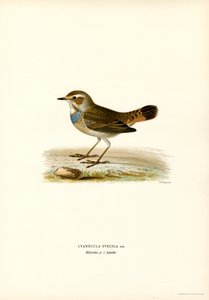 Bluethroat (cor litho) de Magnus Ferdinand and Wilhelm von Wright
