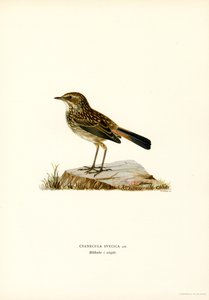 Bluethroat (cor litho) de Magnus Ferdinand and Wilhelm von Wright
