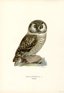 Coruja Boreal (cor litho) de Magnus Ferdinand and Wilhelm von Wright