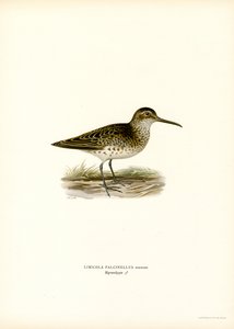 Maçarico-de-bico-grande (cor litho) de Magnus Ferdinand and Wilhelm von Wright