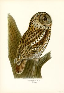 Coruja Marrom (lito colorido) de Magnus Ferdinand and Wilhelm von Wright