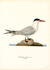 Andorinha-do-mar do Cáspio (lito colorido) de Magnus Ferdinand and Wilhelm von Wright