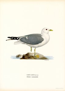 Gaivota comum (lito colorido) de Magnus Ferdinand and Wilhelm von Wright