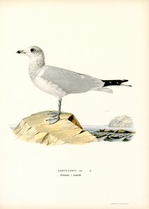 Gaivota comum (cor litho) de Magnus Ferdinand and Wilhelm von Wright