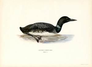 Loon comum (cor litho) de Magnus Ferdinand and Wilhelm von Wright