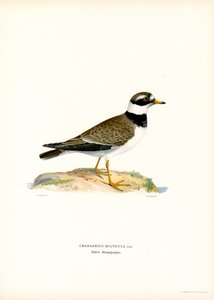 Tarambola-canelada comum (cor litho) de Magnus Ferdinand and Wilhelm von Wright