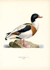 Shelduck comum (lito colorido) de Magnus Ferdinand and Wilhelm von Wright