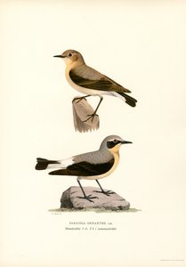 Wheatear comum (cor litho) de Magnus Ferdinand and Wilhelm von Wright