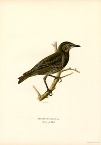 Estorninho comum (cor litho) de Magnus Ferdinand and Wilhelm von Wright