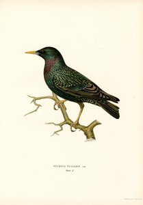 Estorninho comum (lito colorido) de Magnus Ferdinand and Wilhelm von Wright