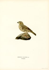 Estamenha de milho (lito colorido) de Magnus Ferdinand and Wilhelm von Wright