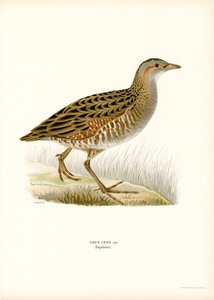Corn Crake (cor litho) de Magnus Ferdinand and Wilhelm von Wright