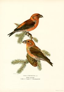 Crossbill (lito colorido) de Magnus Ferdinand and Wilhelm von Wright