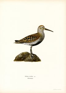 Dunlin (lito colorido) de Magnus Ferdinand and Wilhelm von Wright