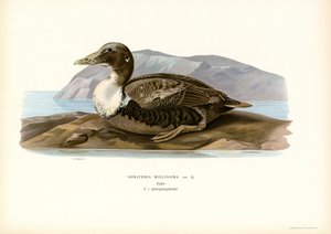 Eider Duck (lito colorido) de Magnus Ferdinand and Wilhelm von Wright
