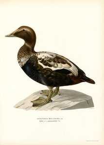 Pato Eider Duck (cor litho) de Magnus Ferdinand and Wilhelm von Wright