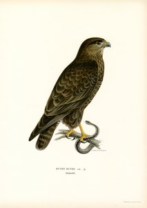 Urubu da Eurásia (lito colorido) de Magnus Ferdinand and Wilhelm von Wright